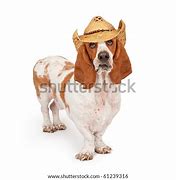 Image result for Hound Dog Cowboy