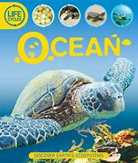 Image result for Ocean Life Cycle