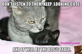 Image result for Pretty Cat Memes