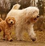Image result for Poodle Mix Dogs