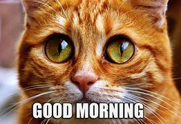 Image result for Good Morning Cat Meme