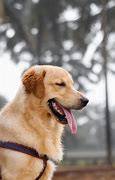 Image result for Dog Golden Retriever Tongue