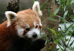 Image result for Bronx Zoo Panda