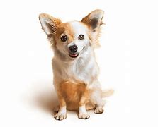 Image result for Small/Medium Dog Breeds