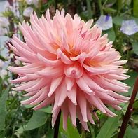 Dahlia Préférence ಗಾಗಿ ಇಮೇಜ್ ಫಲಿತಾಂಶ