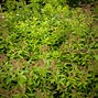Image result for Soiraea japonica Shirobana