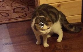 Image result for Cat with Loading Symbol Meme
