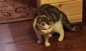 Image result for Confused Cat Meme Loading