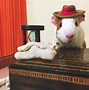Image result for Guinea Pig Outfits