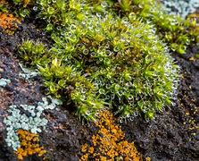 Image result for Live Rock Cap Moss Plants