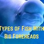 Image result for 1 Eye Fish