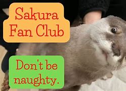 Image result for Otter Sakura