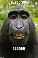 Image result for Baboon Fasting Meme