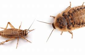 Image result for Cricket vs Cockroach