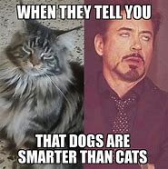 Image result for Funny Random Cat Memes