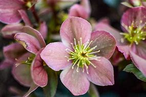 Image result for Helleborus foetidus Sienna