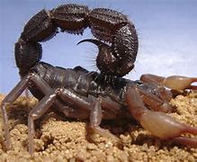 Image result for Most Dangerous Bugs On Earth