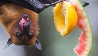 Image result for What Do Indiana Bats Eat