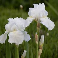 Image result for Iris germanica immortality