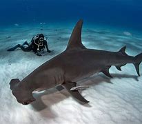 Image result for Biggest Great Hammerhead Shark