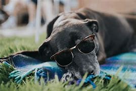 Image result for First Day of Summer Pets