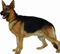 Image result for Hard-Sided Foldable Large Dog Kennel