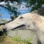 Image result for White Dog with Big Nose