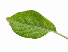 Image result for Apple Leaf