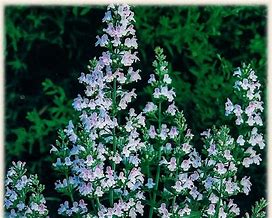 Image result for Calamintha nepeta subsp. nepeta