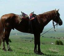 Image result for Adaev Horse