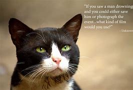 Image result for Life Quotes and Sayings Funny Cat