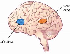 Image result for Organizing Your Brain Meme