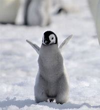 Image result for Cute Small Penguin