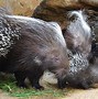 Image result for Giant African Porcupine