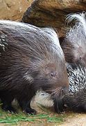 Image result for Giant African Porcupine