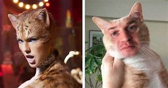 Image result for New Cat Meme 2019