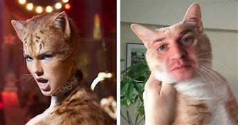 Image result for Surgery Cat Meme