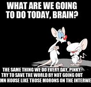 Image result for Pinky and the Brain Meme What Are We Doing Today