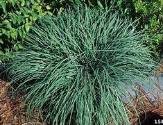 Image result for Carex flacca Buis