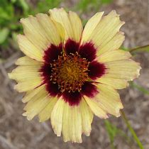 Image result for Coreopsis (x) Autumn Blush ®