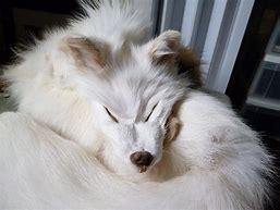 Image result for Albino Fox