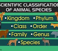 Image result for How Many Animals Are There