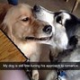 Image result for Funny Animal Memes 2020