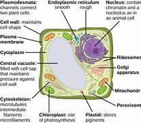 Image result for The Smallest Cell in the World
