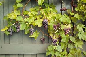 Image result for Vitis Boskoop Glory