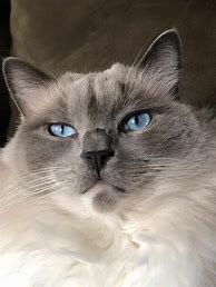 Image result for Adult Blue Ragdoll Cat