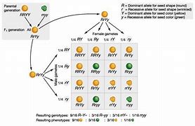 Image result for Phenotypic Trait