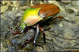 Image result for Eulidia Trochilidae