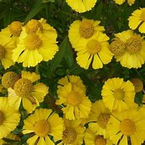 Image result for Helenium autumnale Helena Gold