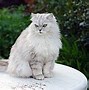 Image result for Black and White Persian Cat